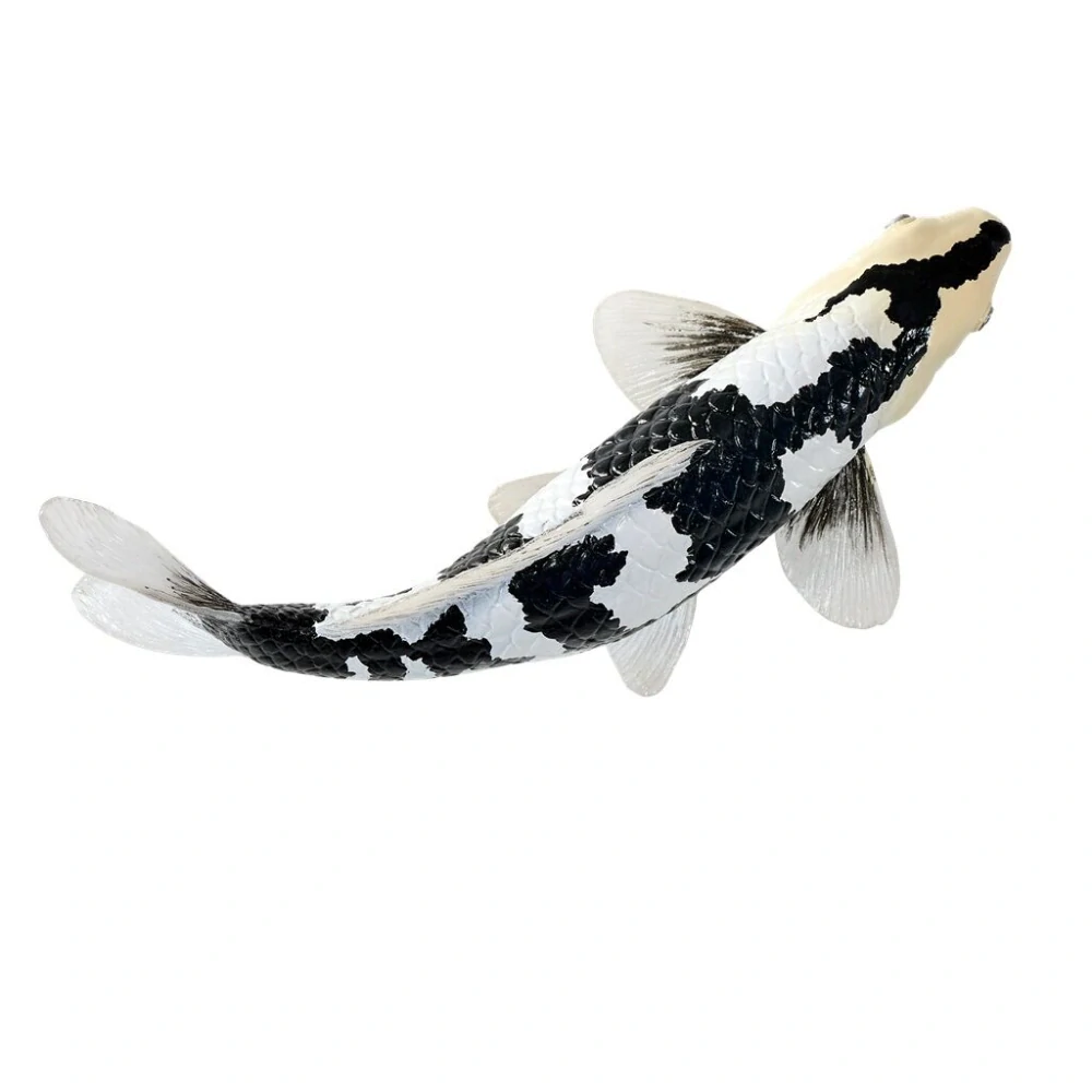Mojo Kapr koi shiro utsuri