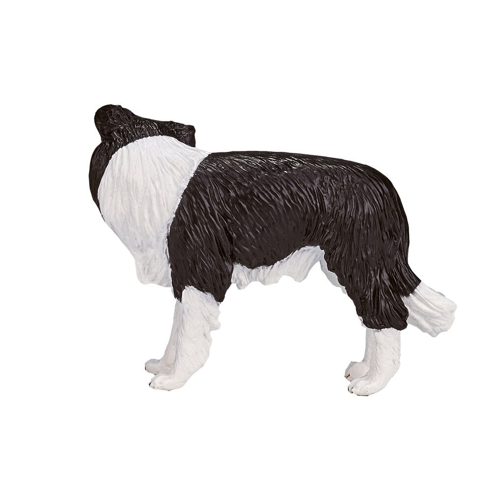 Mojo Border kolie