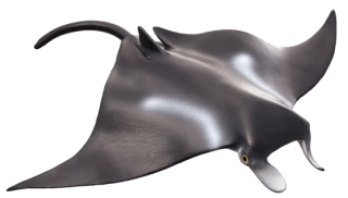Mojo Rejnok manta