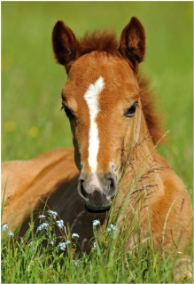 DINO Puzzle Zvířátka - Hříbě 54 dílků