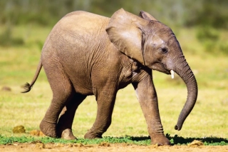 DINO Puzzle Zvířátka - Slůně 54 dílků