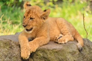 DINO Puzzle Zvířátka - Lvíče 54 dílků