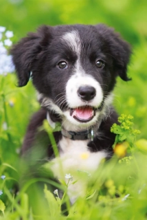 DINO Puzzle Zvířátka - Štěně 54 dílků