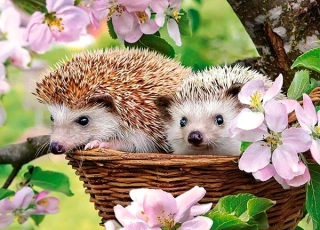 CASTORLAND Puzzle Jaro (Ježci v košíku) 120 dílků