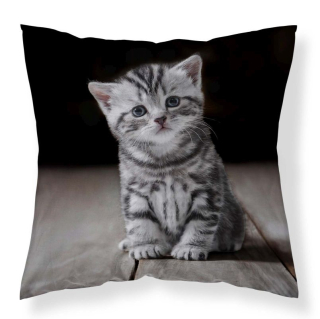 DETEXPOL Povlak na polštářek Koťátko micro Polyester, 40/40 cm
